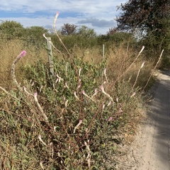 Hermbstaedtia odorata