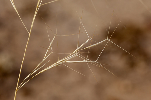 Aristida purpurea var. perplexa