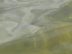 Leucaspius delineatus