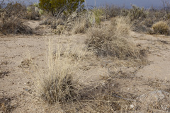 Aristida purpurea perplexa