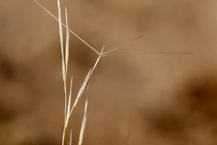 Aristida purpurea perplexa