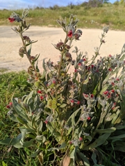 Cynoglossum cheirifolium