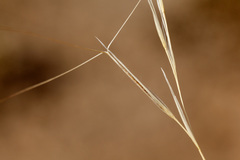 Aristida purpurea perplexa