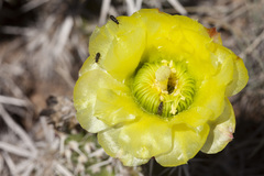 Grusonia clavata