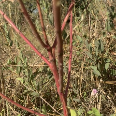 Hermbstaedtia odorata
