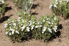 Teucrium laciniatum