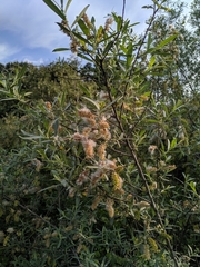 Salix salviifolia