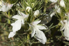 Teucrium laciniatum