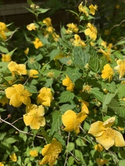 Kerria japonica