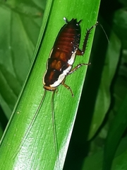 Drymaplaneta semivitta