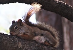 Notoedres centrifera