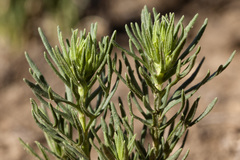 Teucrium laciniatum