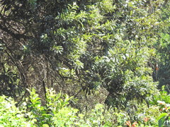 Brachylaena discolor