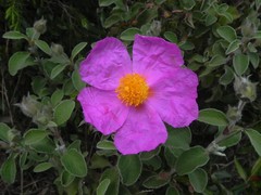 Cistus creticus eriocephalus