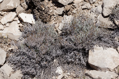 Thymophylla setifolia greggii