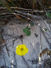 Oxalis luteola