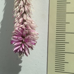 Hermbstaedtia odorata