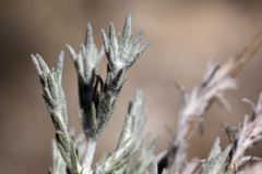 Thymophylla setifolia greggii