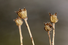 Thymophylla setifolia greggii