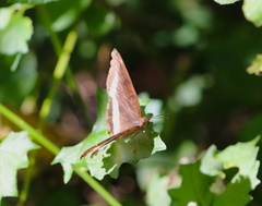Eurytela hiarbas angustata