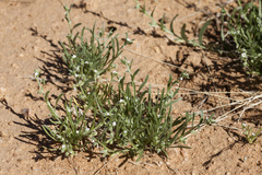Pectocarya platycarpa