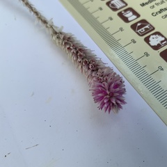 Hermbstaedtia odorata