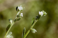 Pectocarya platycarpa