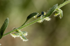 Pectocarya platycarpa