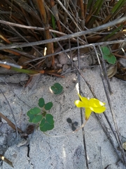 Oxalis luteola