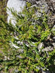 Agathosma lanceolata