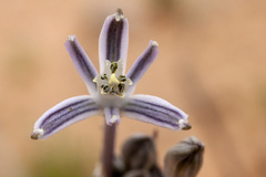 Androstephium breviflorum