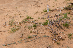 Androstephium breviflorum