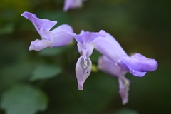 Plectranthus saccatus
