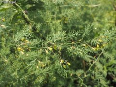 Asparagus palaestinus