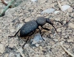 Cephalostenus orbicollis