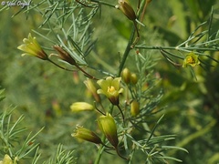 Asparagus palaestinus