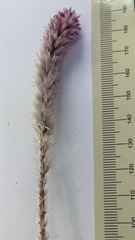 Hermbstaedtia odorata