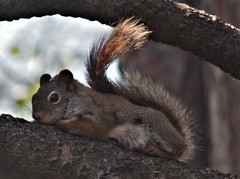 Notoedres centrifera