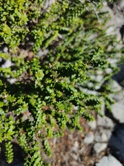 Agathosma lanceolata