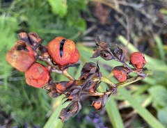 Crocosmia aurea aurea
