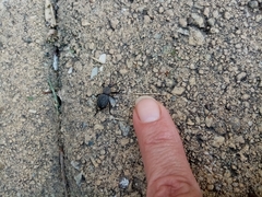 Cephalostenus orbicollis