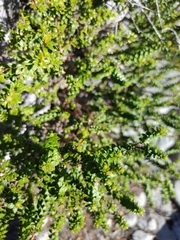 Agathosma lanceolata
