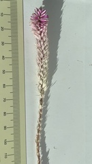 Hermbstaedtia odorata