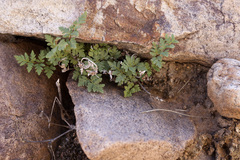 Myriopteris wrightii