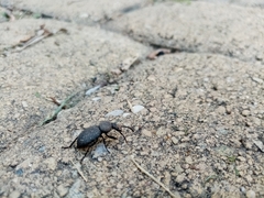 Cephalostenus orbicollis
