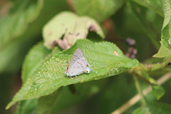 Hypolycaena philippus