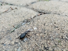 Cephalostenus orbicollis