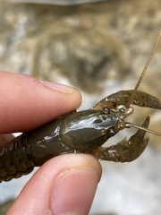 Cambarus carinirostris