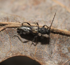 Molorchus bimaculatus