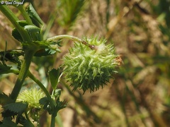 Medicago intertexta ciliaris